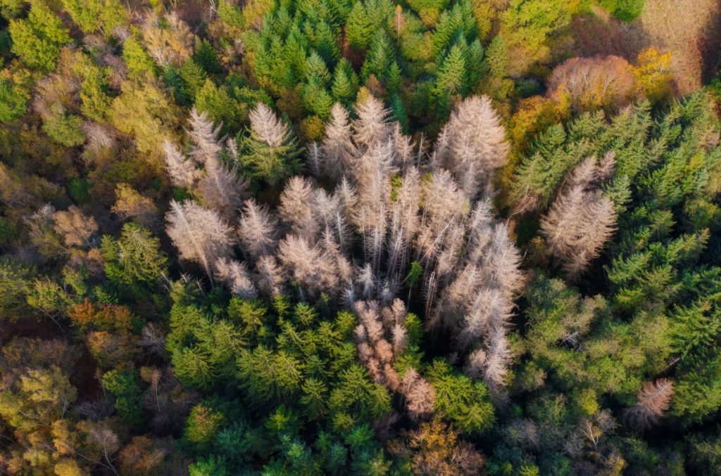 Una foresta attaccata dal bostrico. Foto AdobeStock