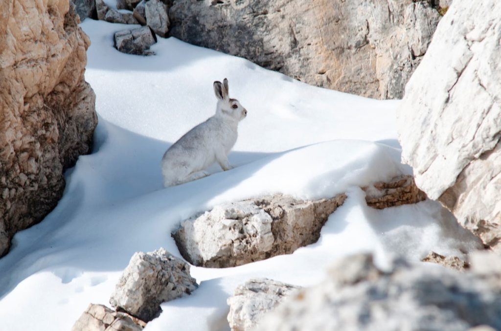 Una lepre variabile d'inverno. Foto Mario Barito