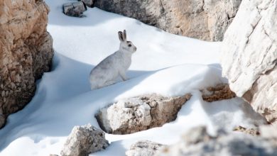 Una lepre variabile d'inverno. Foto Mario Barito