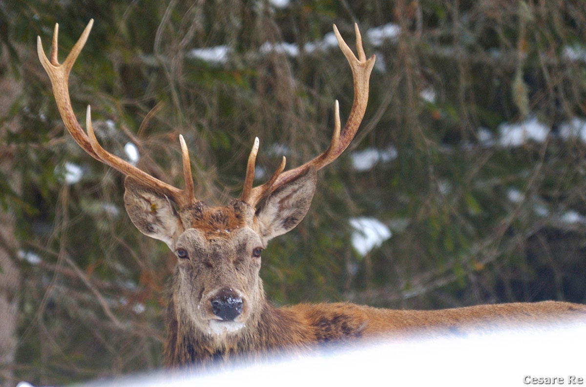 Fotografare gli animali mentre sta nevicando