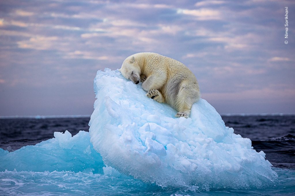 Bed in Ice CNima Sarikhani, Wildlife Photographer of the Year