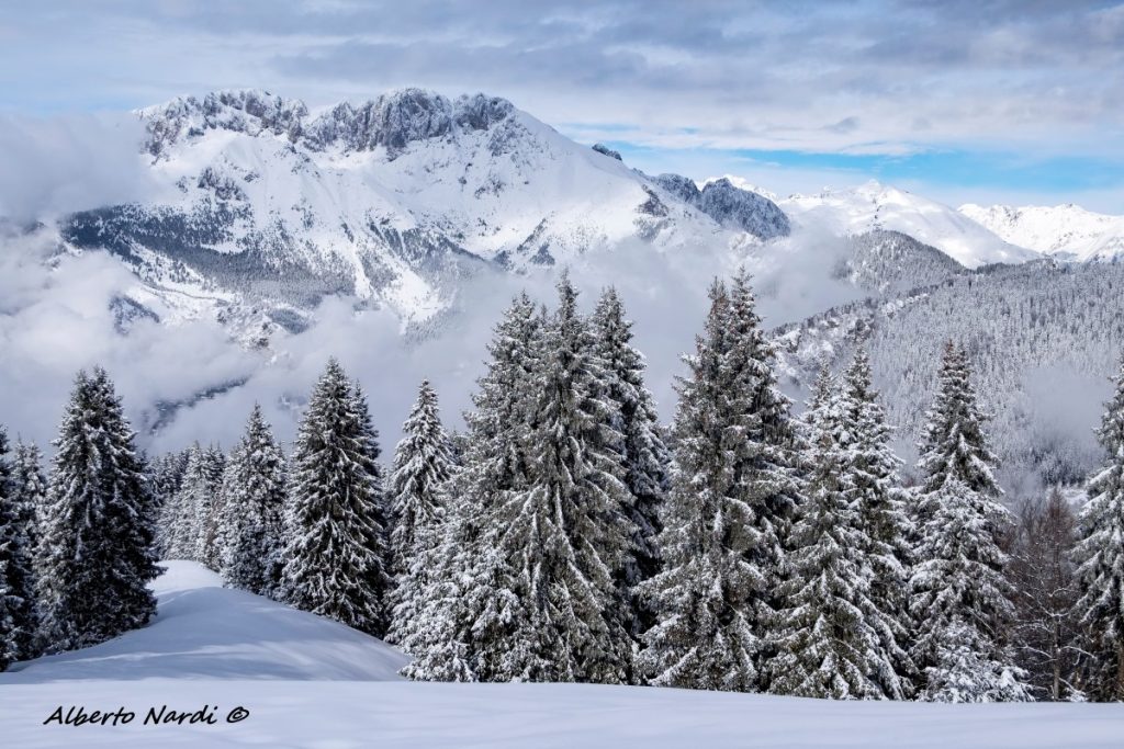 Abetine innevate a Malga Alta di Pora, sullo sfondo la Presolana. Foto Alberto Nardi