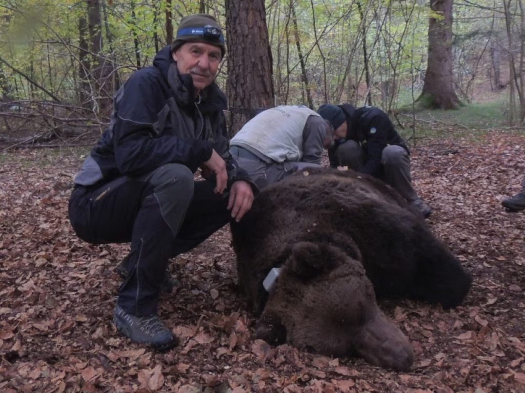Alessandro de Guelmi con un orso addormentato