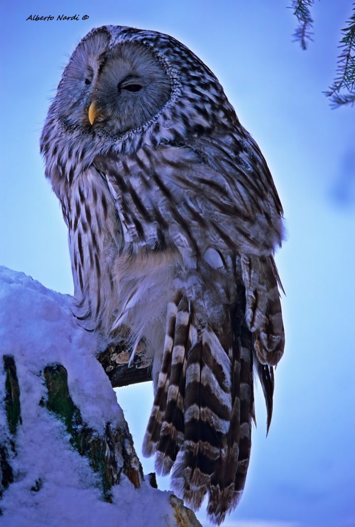 Allocco degli Urali. Foto Alberto Nardi