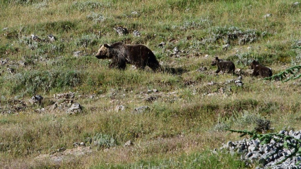 Amarena e due cuccioli nel 2020, foto SA