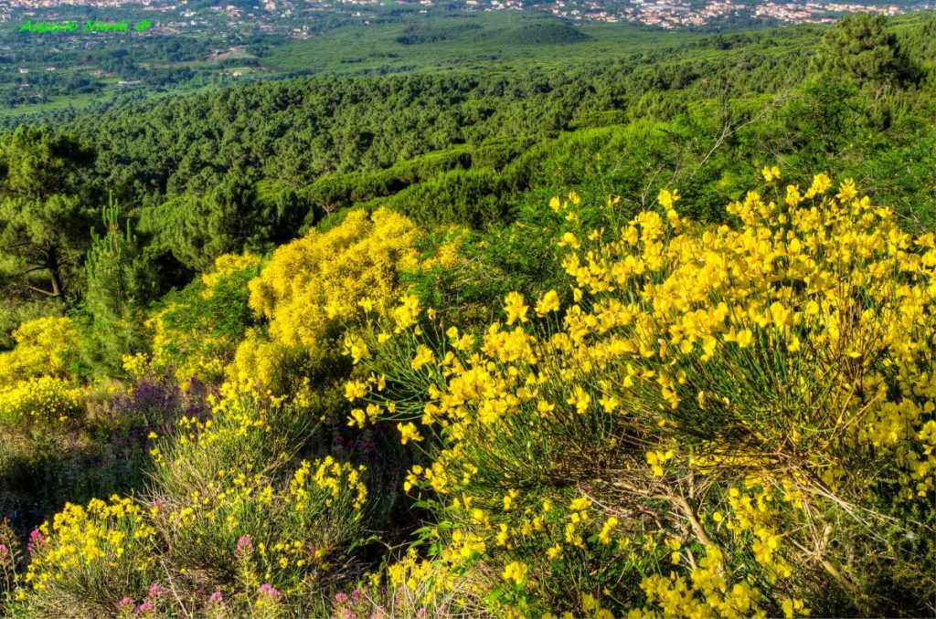 Cespugli di Ginestra dell