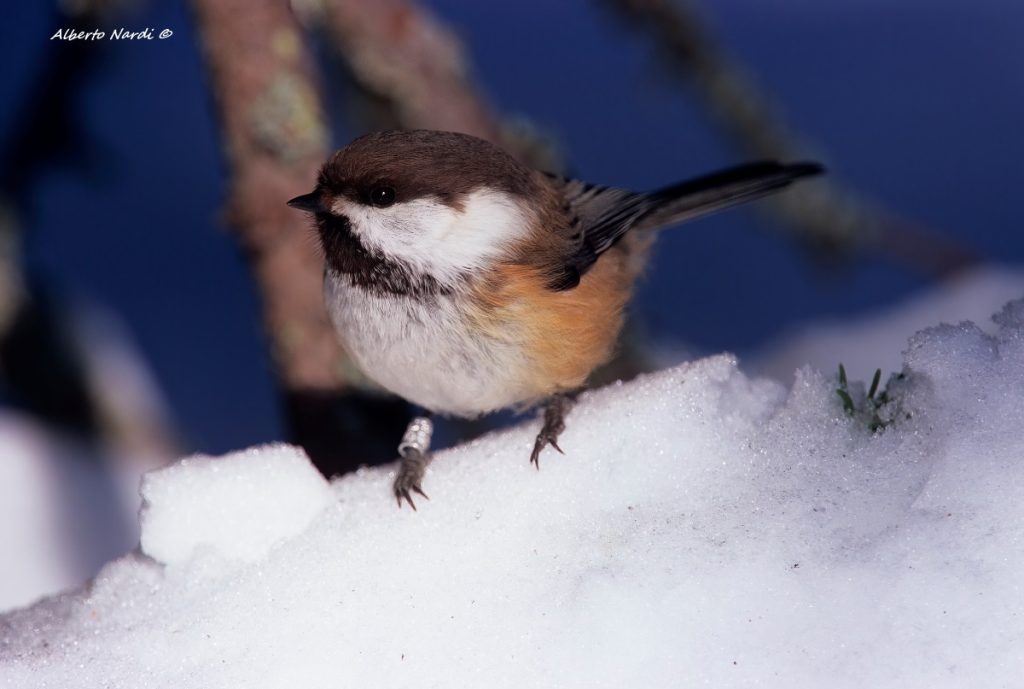 Cincia siberiana nella taiga innevata. Foto Alberto Nardi