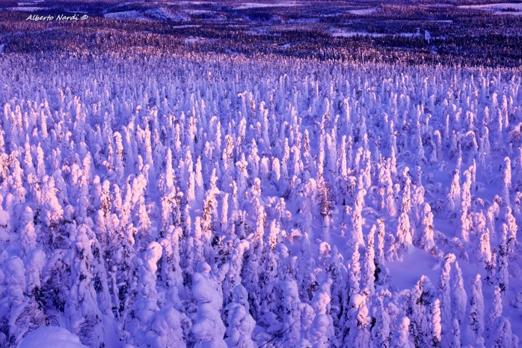 Dalla cima del Monte Valtavaaran. Foto Alberto Nardi