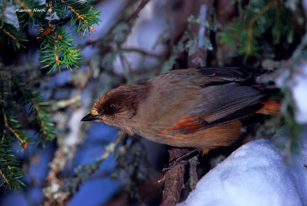 Ghiandaia siberiana. Foto Alberto Nardi