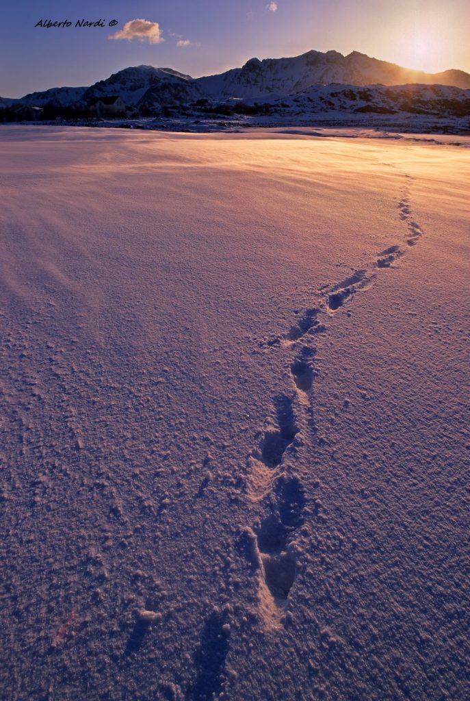 Impronte su un spiaggia coperta dalla neve. Foto Alberto Nardi