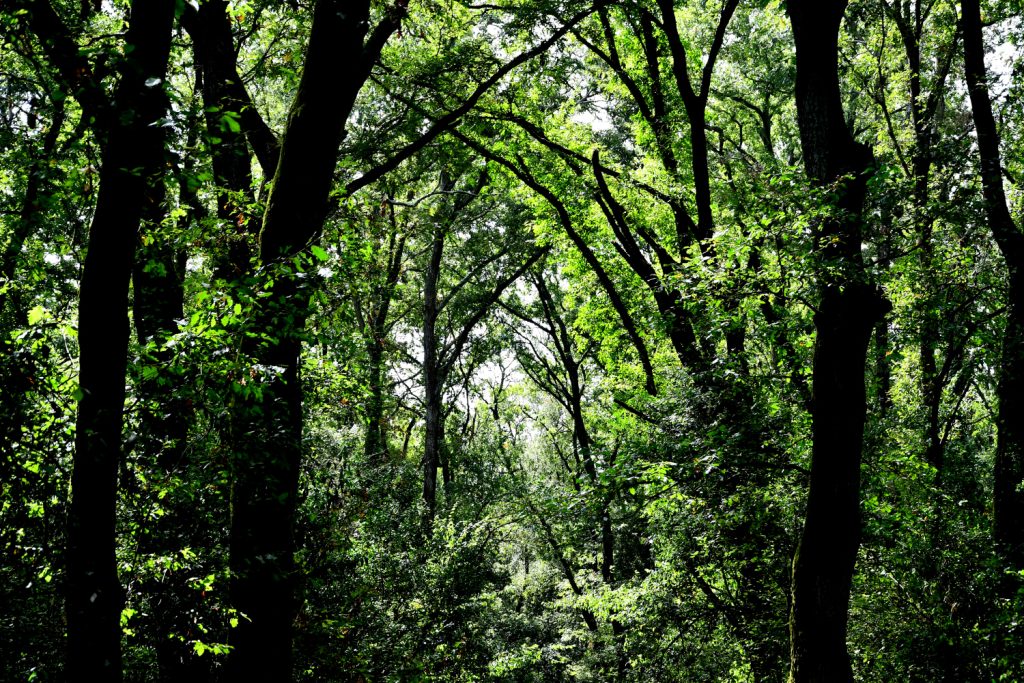La Selva del Circeo, foto SA