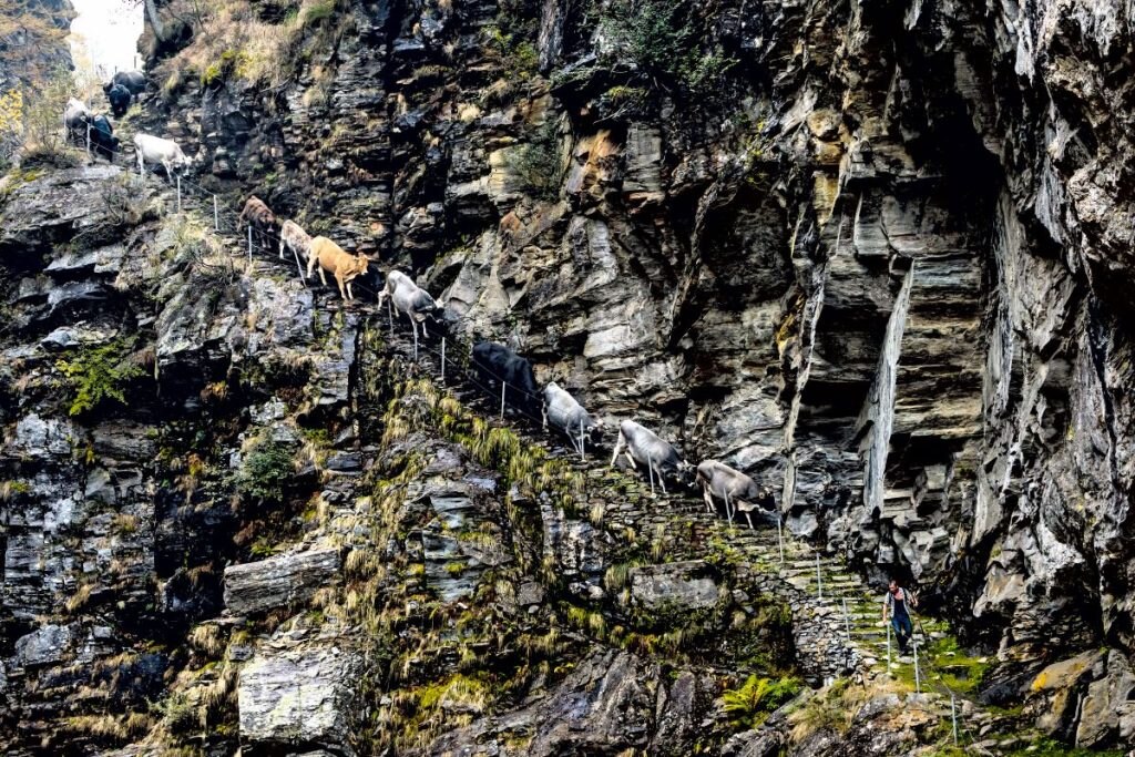 La discesa delle mucche dagli alpeggi lungo il sentiero Scalada Longain Valle Maggio. Foto Bruno Zanzottera, Parallelozero