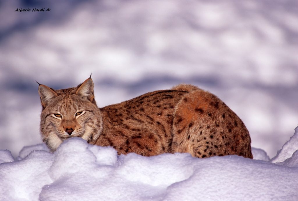 Lince europea incontrata durante un