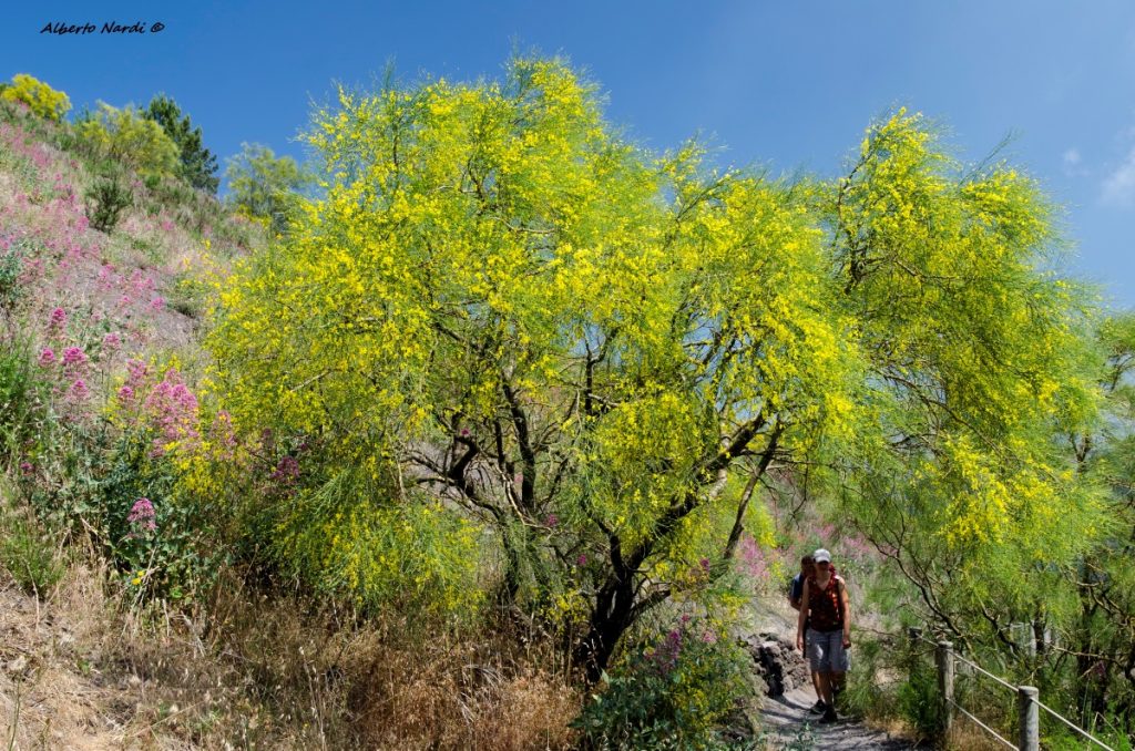 Lungo il sentiero che porta al cratere. Foto Alberto Nardi