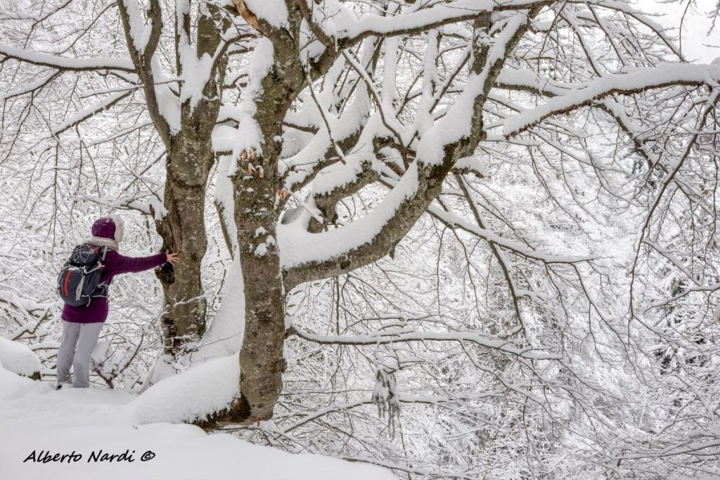 Nella Foresta demaniale subito dopo una nevicata. Foto Alberto Nardi