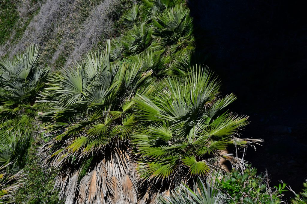 Palme Nane al Riparo Blanc, foto SA