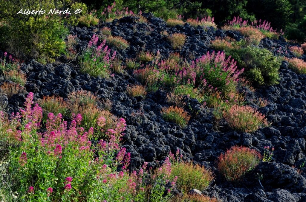 Piante di Valeriana Rossa insediate su una vecchia colata lavica. Foto Alberto Nardi