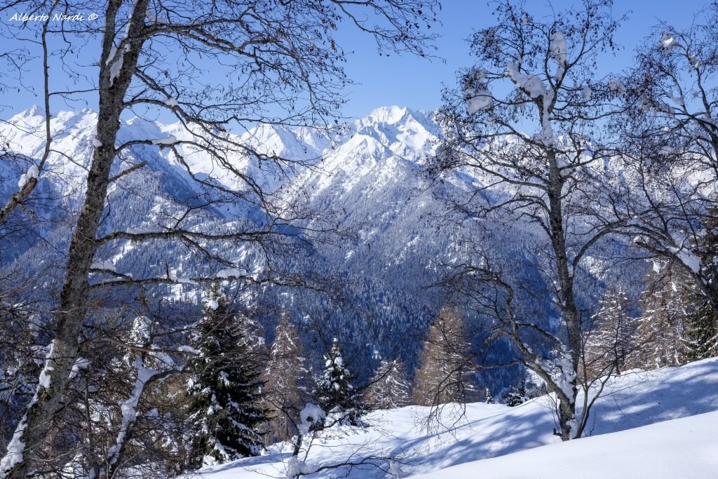 Salendo a Malga Stabli tra larici, abeti rossi e ontani. Foto Alberto Nardi