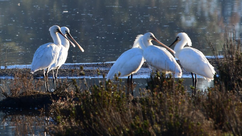 Spatole nel Lago di Caprolace, foto SA