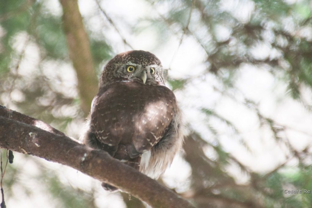 Un civetta nana fotografata durante l