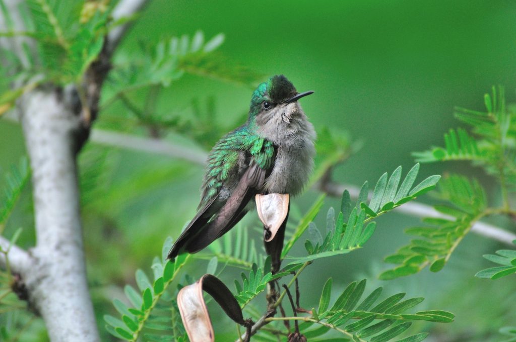 Un colibrì. Foto Stefano Ardito