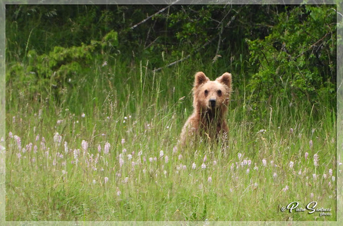 Cucciolo di orso marsicano. Foto Pietro Santucci
