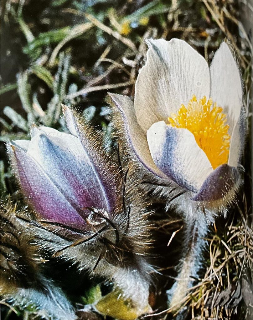 Anemone primaverile (Pulsatilla vernalis). Foto Massimo Spampani