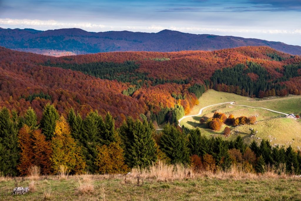 Autunno sulla Foresta Demaniale regionale del Cansiglio, in Veneto @ AdobeStock