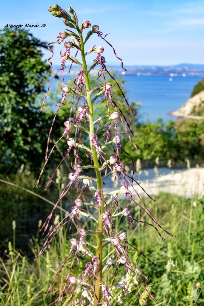 Barbone adriatico, la particolare orchidea che si incontra durante le escursioni nel Parco. Foto Albrto Nardi