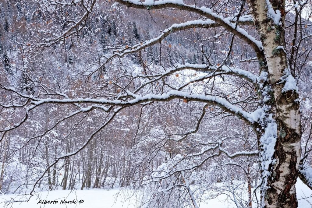 Betulle e latifoglie nella parte bassa della Val Grande. Foto Alberto Nardi