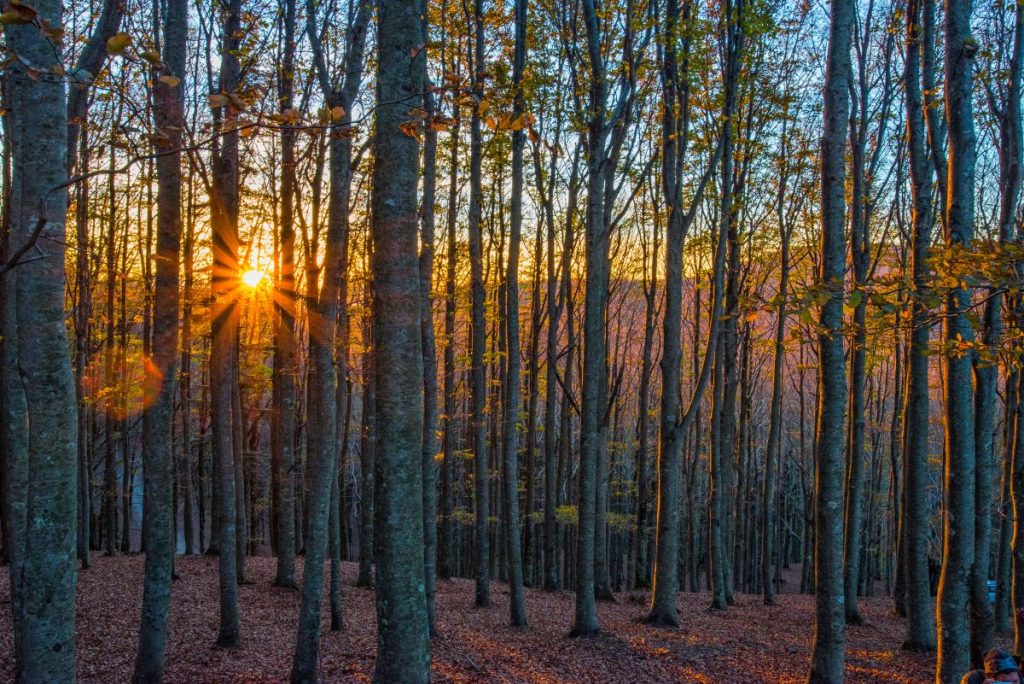 Bosco di lecci nel Parco Nazionale delle Foreste Casentinesi @ AdobeStock