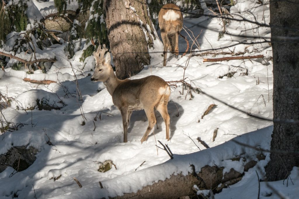 Caprioli @ AdobeStock