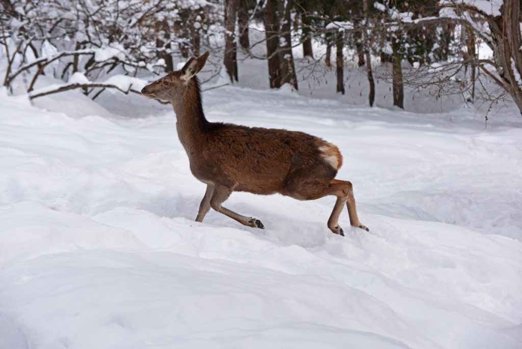 Capriolo. Spostarsi nella neve è molto dispendioso per gli ungulati. @ AdobeStock