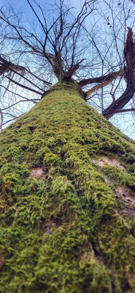 Castagno secolare. @ Stefano Gaio