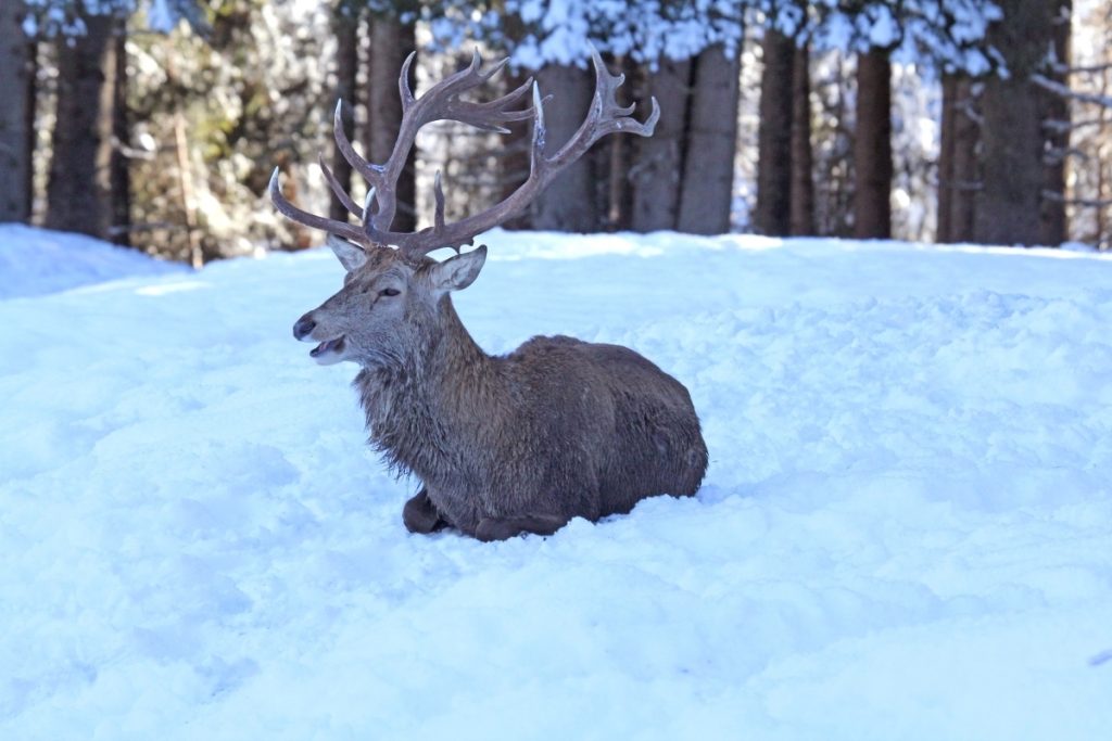 Cervo a riposo nella neve @ AdobeStock