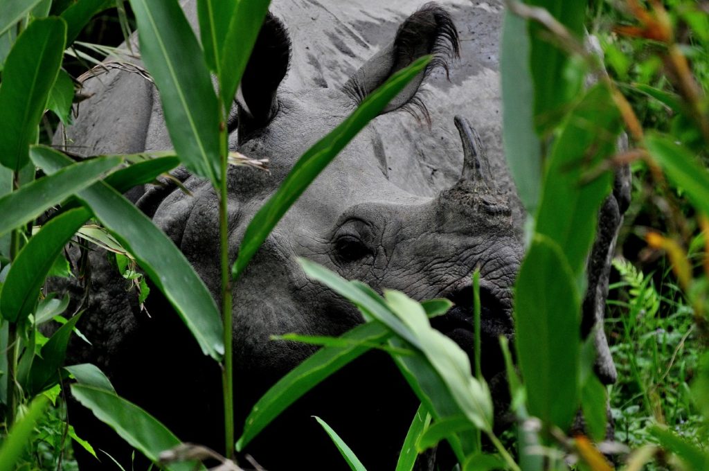 Chitwan, un rinoceronte. Foto Stefano Ardito