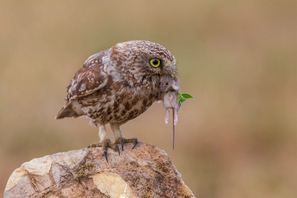 Civetta con preda. Foto Andrea Daina Palermo