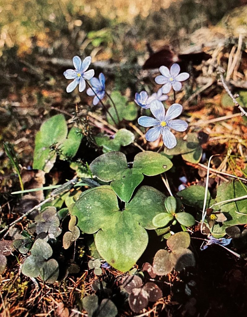 Erba trinità (Hepatica nobilis). Foto Massimo Spampani