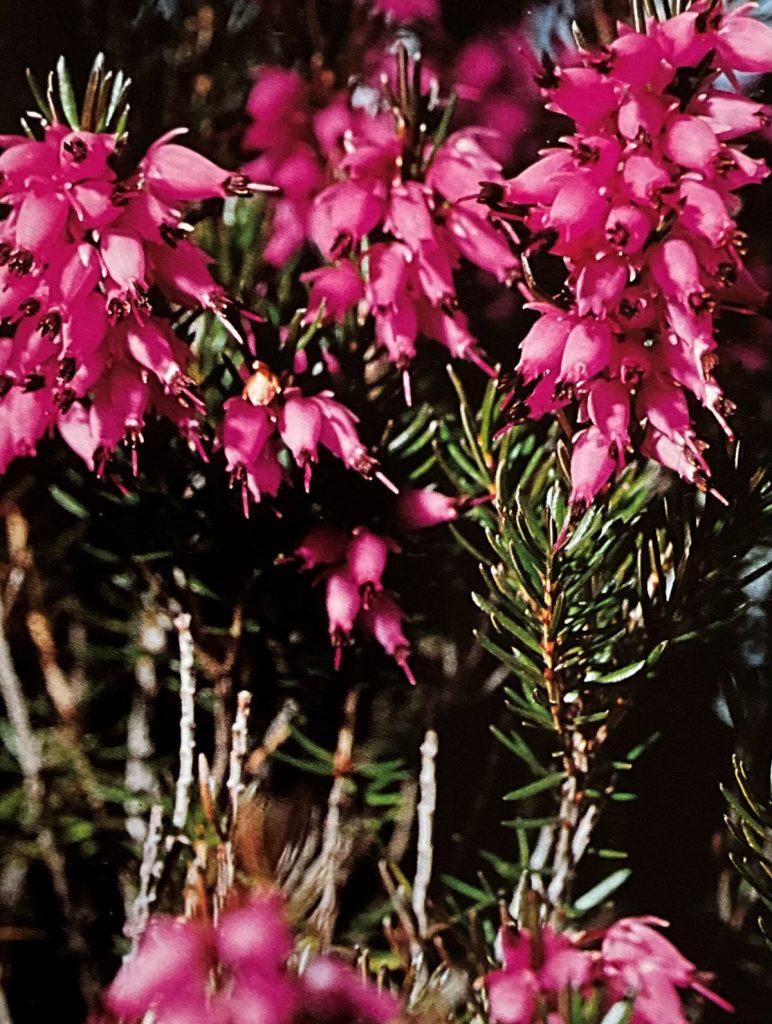 Erica delle nevi (Erica carnea). Foto Massimo Spampani