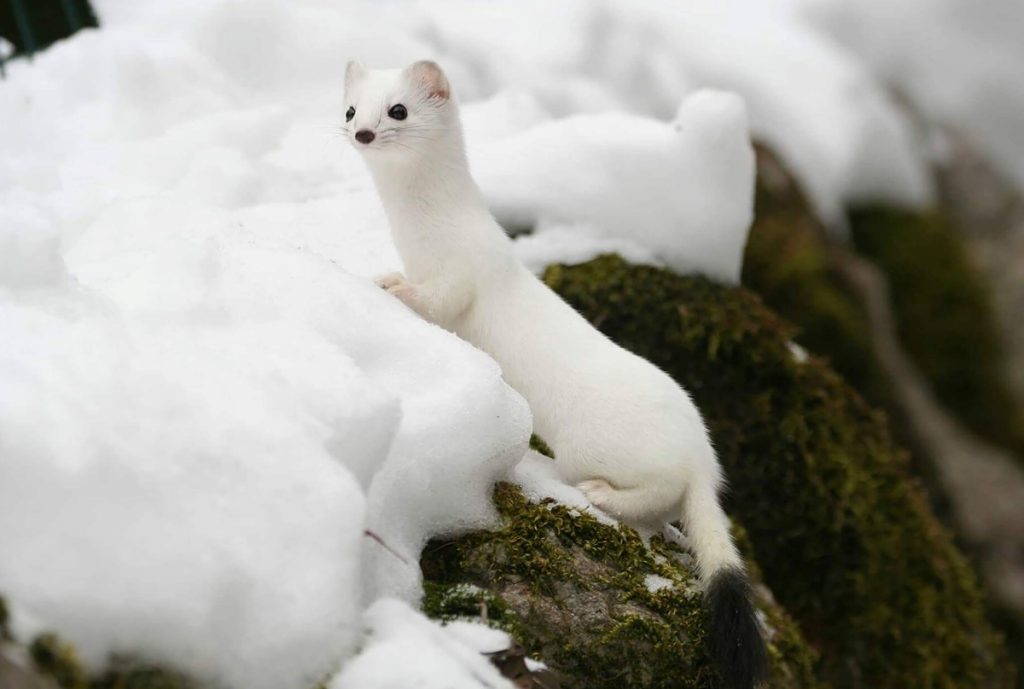 Ermellino, quasi invisibile nella neve @AdobeStock