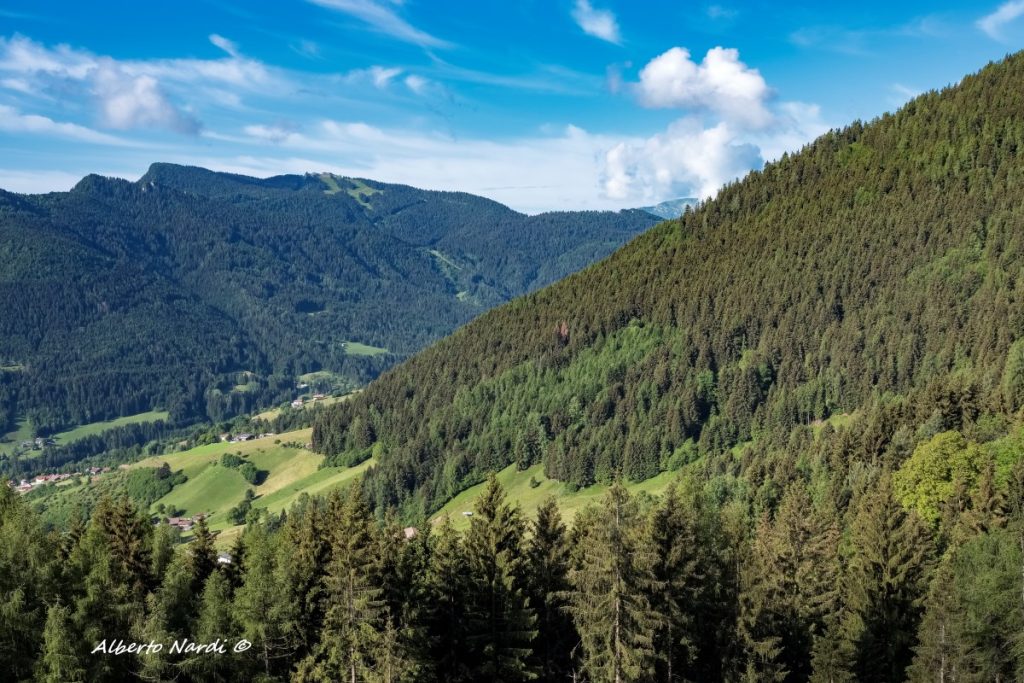 Estese foreste di abete rosso e abete bianco rivestono i pendii intono a Borno. Foto Alberto Nardi