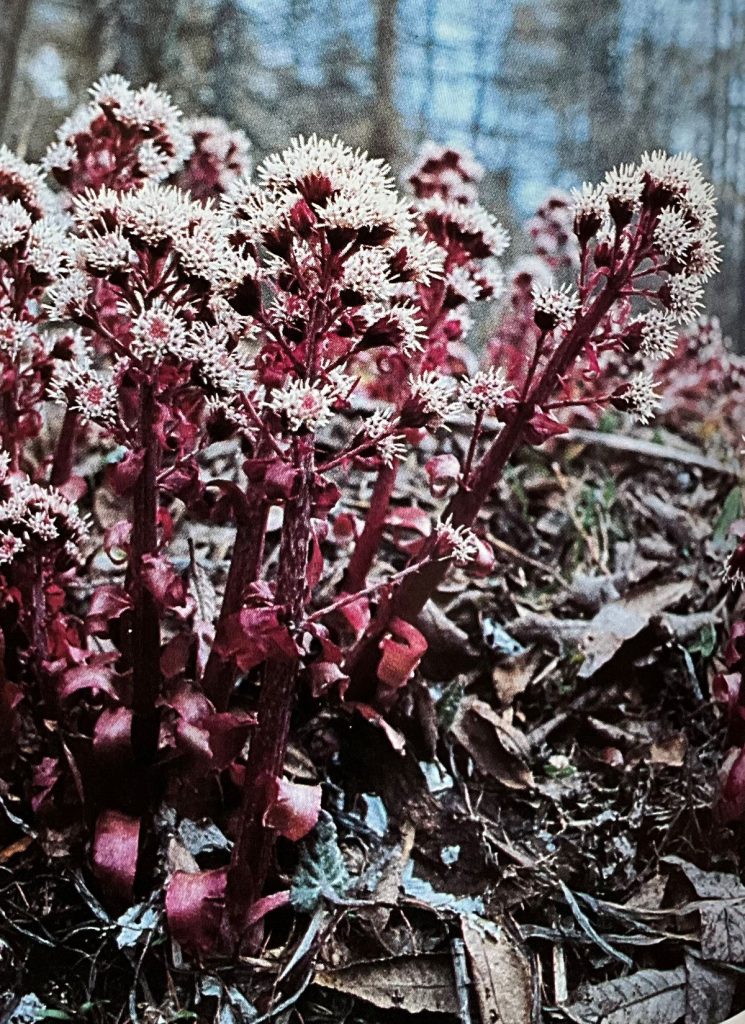 Farfaraccio niveo (Petasites paradoxus).