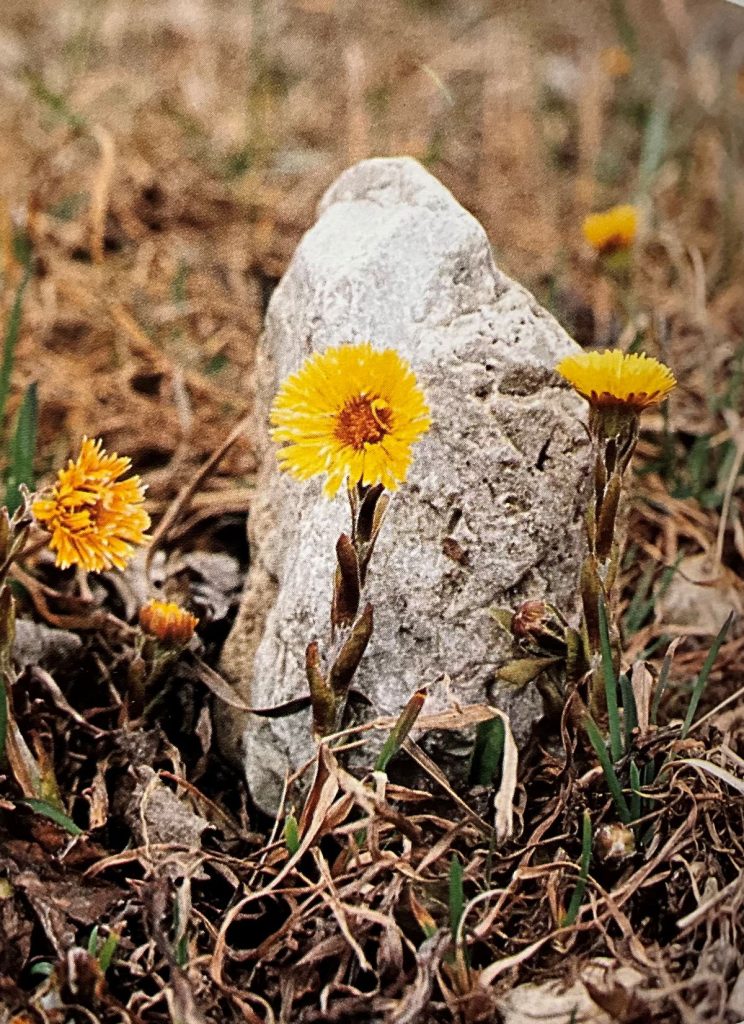 Farfaro (Tussilago fanfara). Foto Massimo Spampani