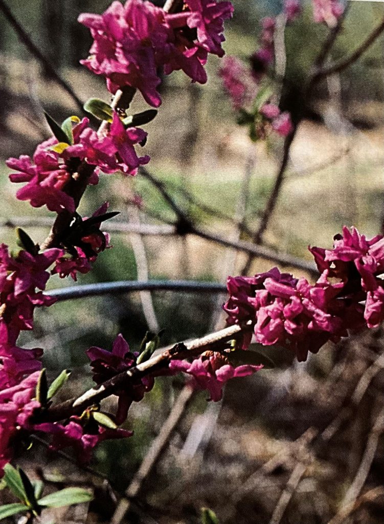 Fior di stecco (Daphne mezereum). Foto Massimo Spampani