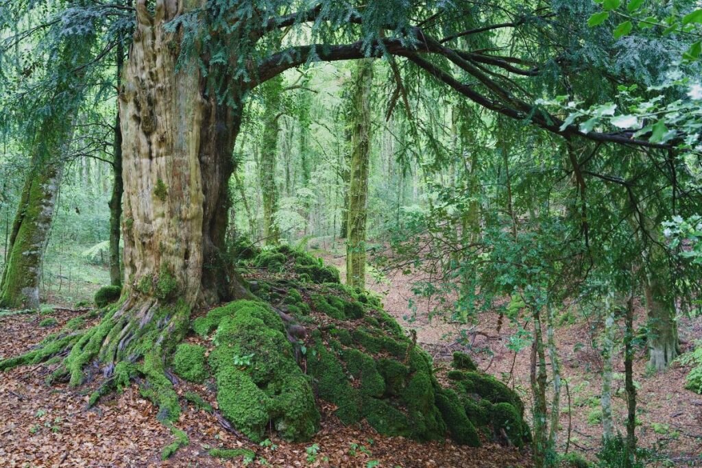 Foresta Umbra, nel Parco Nazionale del Gargano @AdobeStock