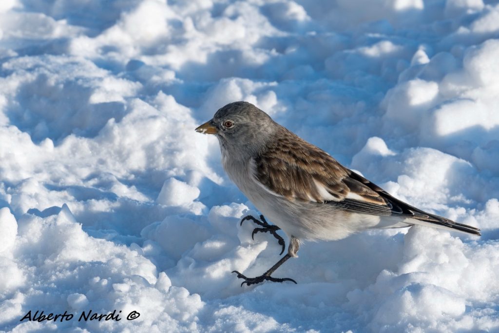 Fringuello alpino. Foto Alberto Nardi