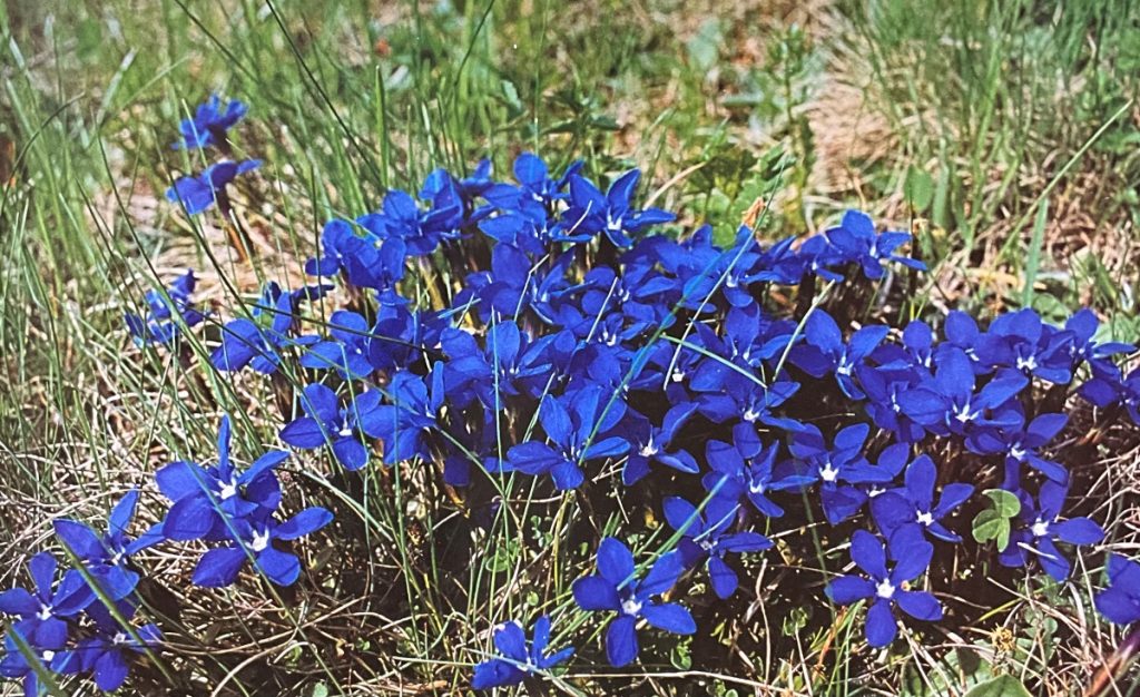 Genziana primaticcia (Gentiana verna). Foto Masssimo Spampani