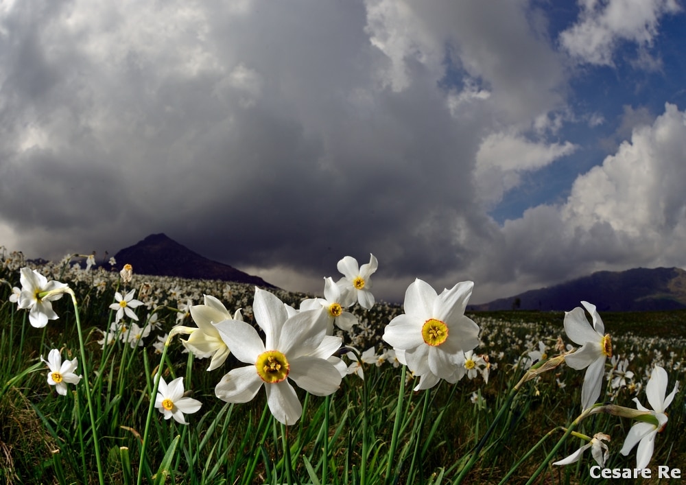 I Narcisi, al Pian delle Nere, in Val Sacra