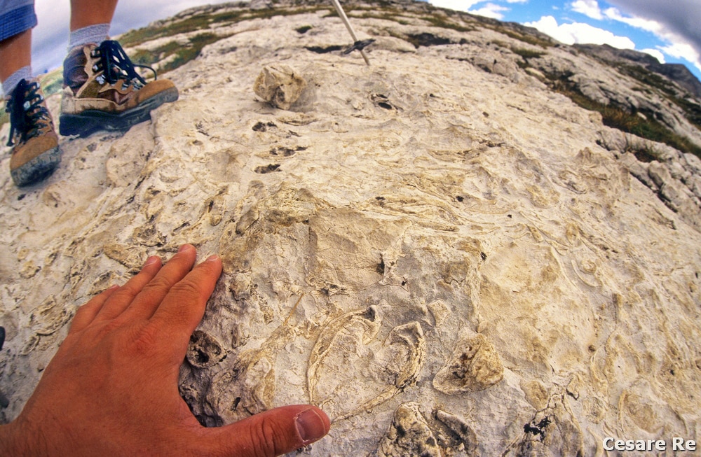 Fossile di Megalodon, indicato dal pollice, sulle rocce dell’altipiano Puez Odle, nell’omonimo parco. 