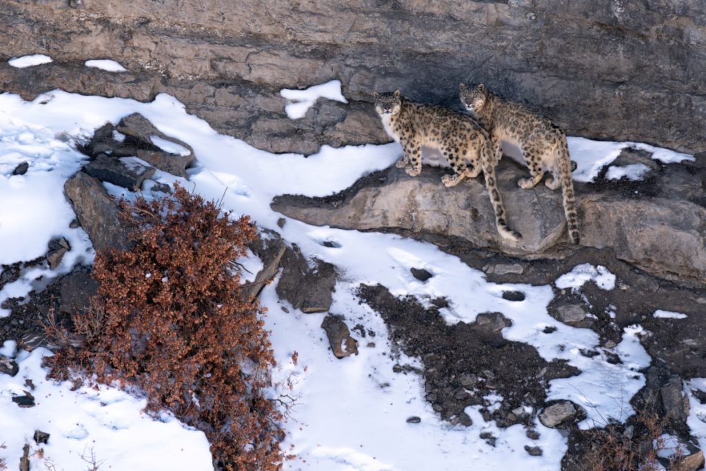 I due leopardi delle nevi fotografati presso Kibber @Luca Romani